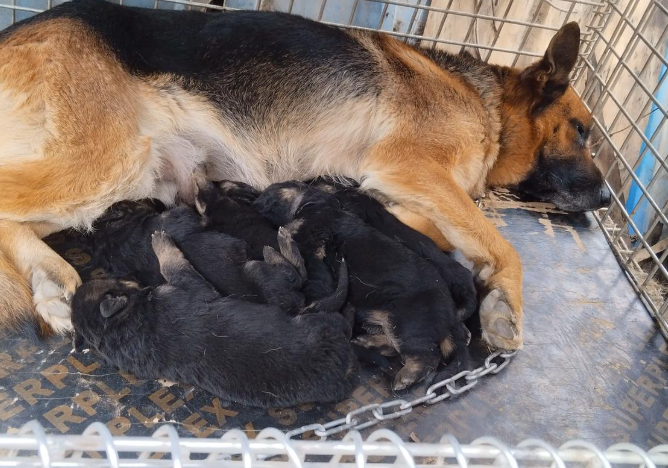 纯种德牧幼犬领养｜忠诚护主，省心好养