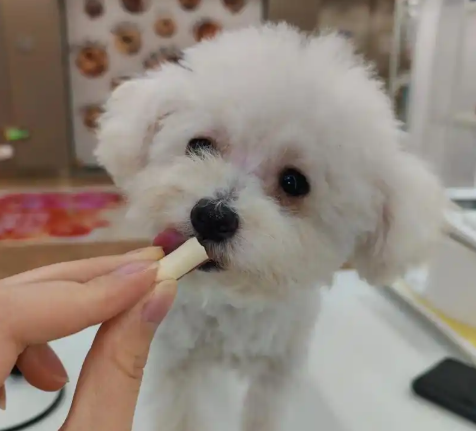 家养小体贵宾幼犬找新家｜不掉毛干净好养
